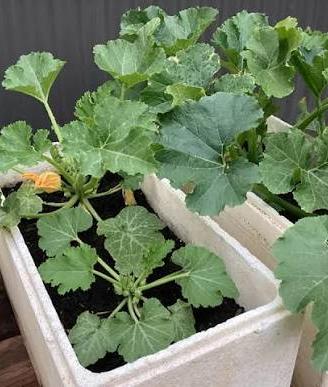 Piante e piantine di Zucca butternut