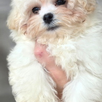 Maltipoo mini toy