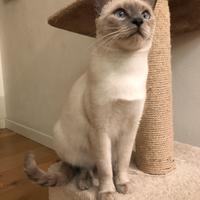 Gatto per accoppiamento