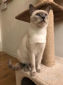 Gatto per accoppiamento