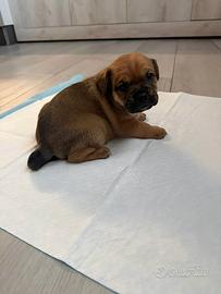 Cuccioli French Bulldog mix