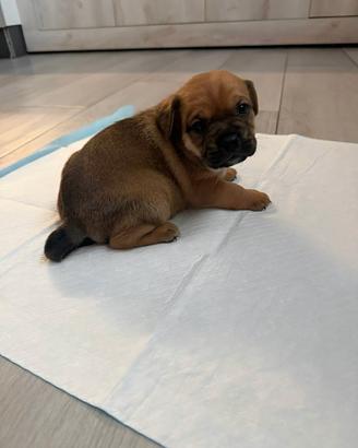 Cuccioli French Bulldog mix