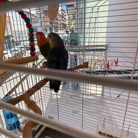 Inseparabili