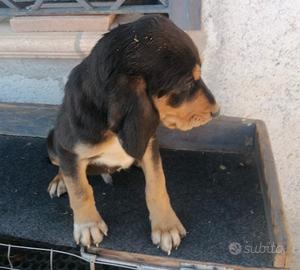 Bracco pointer da tartufi