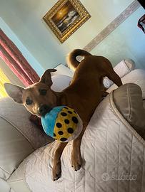 Accoppiamento cani