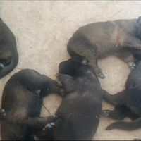 Malinois