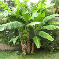 Piante di banano
