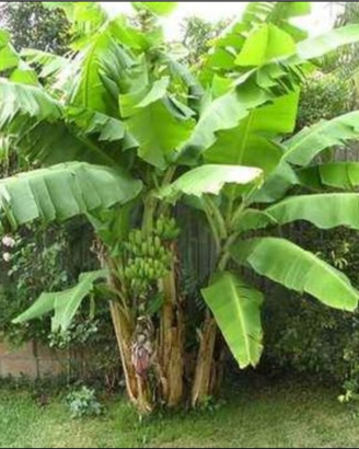 Piante di banano