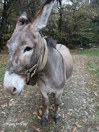 Asino maschio di 5 anni
