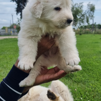 Cuccioli di Pastore Maremmano Abruzzese taglia xl