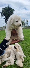 Cuccioli di Pastore Maremmano Abruzzese