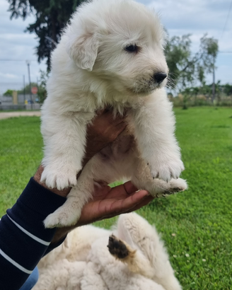 Cuccioli di Pastore Maremmano Abruzzese taglia xl