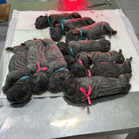 Mastino napoletano