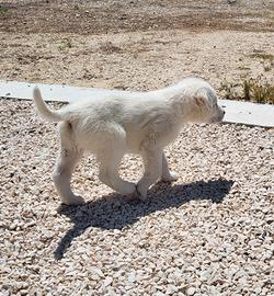 Cucciolo pastore abruzzese maremmano