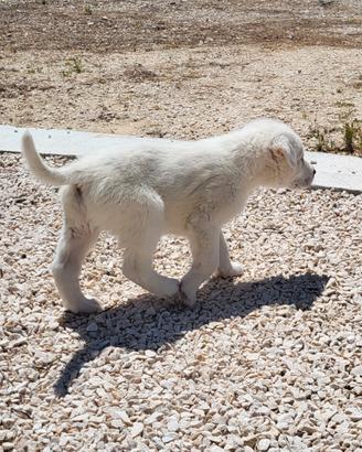 Cucciolo pastore abruzzese maremmano