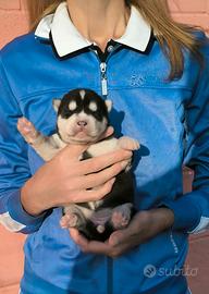 Husky cuccioli con pedigree