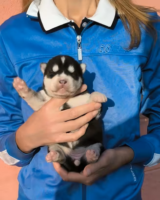 Husky cuccioli con pedigree