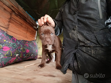 Cuccioli di Pitbull maschi