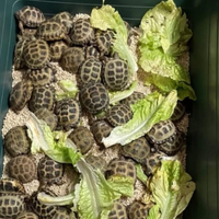 Disponibili tartarughe di terra