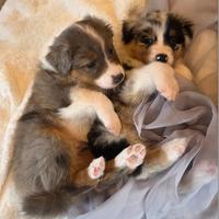Cuccioli Pastore Australiano