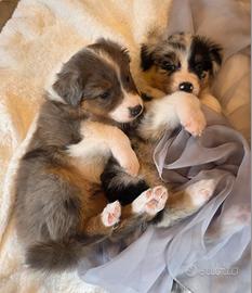 Cuccioli Pastore Australiano