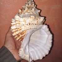 Conchiglia di Lumaca rana gigante (Tutufa bubo).