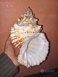 Conchiglia di Lumaca rana gigante (Tutufa bubo).