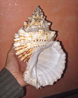 Conchiglia di Lumaca rana gigante (Tutufa bubo).