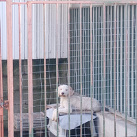 Lagotto Romagnolo per tartufi