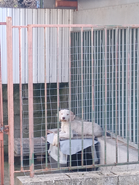 Lagotto Romagnolo per tartufi