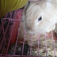 Coniglio nano occhi azzurri femmina