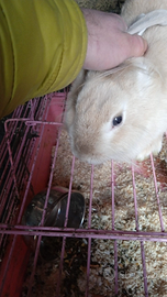 Coniglio nano occhi azzurri femmina