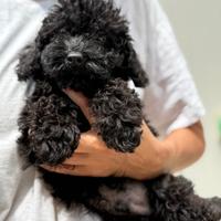 Barboncino nano piccolo nero