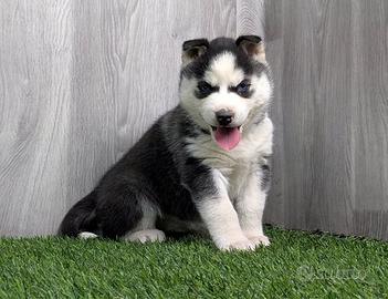 Maschi e femmine disponibili