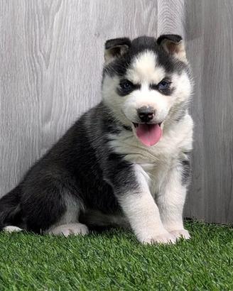 Maschi e femmine disponibili