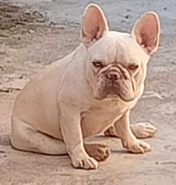 bull dog 