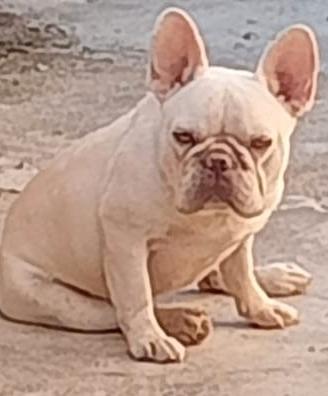 bull dog 