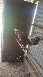 Gallo padovana