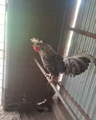 Gallo padovana