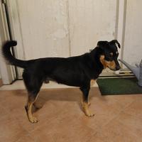Cane meticcio