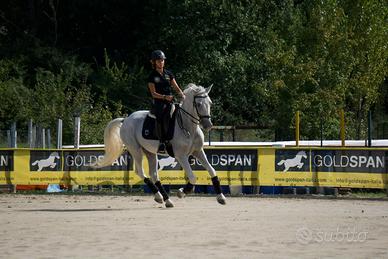 Cavallo