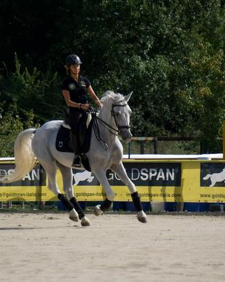Cavallo