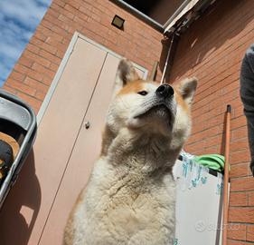 Akita inu per riproduzione 