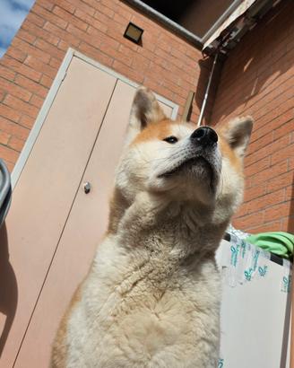 Akita inu per riproduzione 
