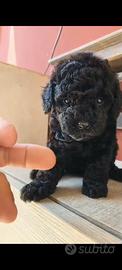 Cucciola femmina barboncino Toy nero mini mini