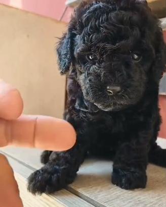 Cucciola femmina barboncino Toy nero mini mini
