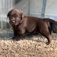 Labrador Chocolat con pedigree