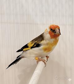 Cardellino Major Witkop (sessato)