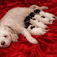 Lagotto romagnolo