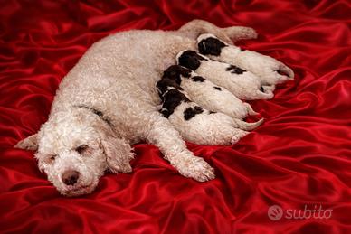 Lagotto romagnolo